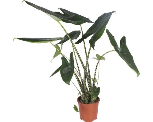 Alokázie FloraSelf Alocasia 'Zebrina' výška 80-100 cm květináč Ø 21 cm