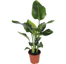 Strelície natalská FloraSelf Strelitzia Nicolai výška 90-100 cm květináč Ø 21 cm
