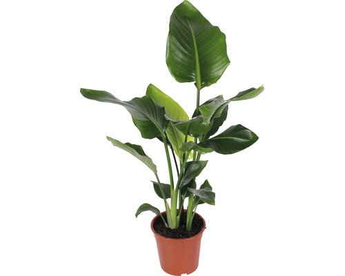 Strelície natalská FloraSelf Strelitzia Nicolai výška 90-100 cm květináč Ø 21 cm Strelicie v květináči