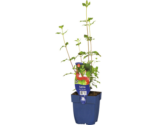 Šalvěj drobnolistá FloraSelf Salvia microphylla 'Hot Lips' výška 5-20 cm květináč 0,5 l