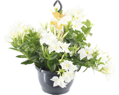 Dipladénie, mandevila FloraSelf Dipladenia mandevilla 'Summerstar'® v závěsném květináči Ø 25 cm bílá