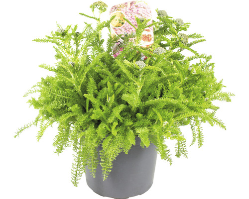 Řebříček červený FloraSelf Achillea millefolium 'Desert Eve' V 5-25 cm květináč 3 l