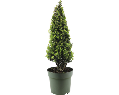 Cesmína vroubkovaná pyramida Ilex crenata 'Caroline Upright' 50-55 cm květináč 3,5 l samičí odrůda