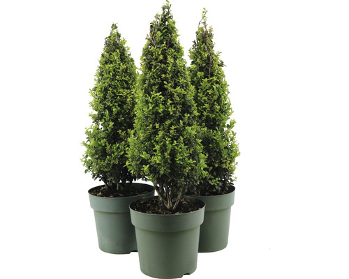 Tři buxusy v květináči