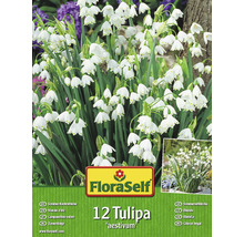 Balení dvanácti tulipánových cibulí odrůdy ''aestivum'' od FloraSelf