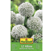 Okrasný česnek FloraSelf Allium ampeloprasum 'Ping Pong' 12 ks