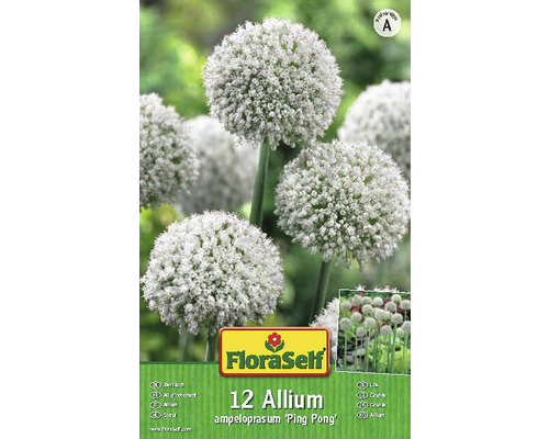 Balení 12 cibulovin Allium ampeloprasum ''Ping Pong''