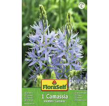 Balení cibulky květiny Camassia leichtlinii ''Caerulea''