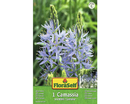 Balení cibulky květiny Camassia leichtlinii ''Caerulea''