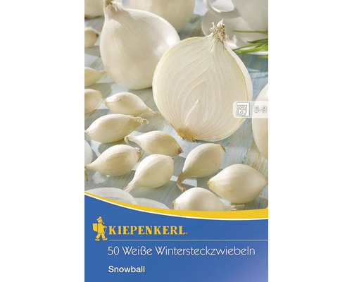 Cibule Snowball (Cibule Snowball, Cibuli Snowball, Semen Cibule, Semen Cibule Snowball) Cibule Snowball