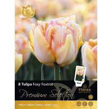 Balení osmi cibulí tulipánu Tulipa Foxy Foxtrot