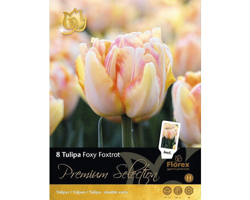 Tulipány Premium Selection 'Foxy Foxtrot' 8 ks