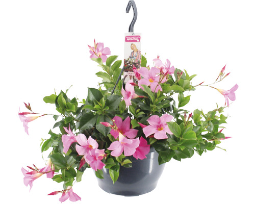 Mandevila, dipladénie růžová v závěsném květináči FloraSelf Dipladenia mandevilla 'Summerstar'® květináč Ø 25 cm