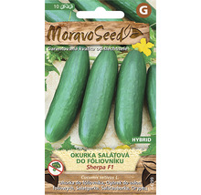 Balení semen okurek pro salátové okurky