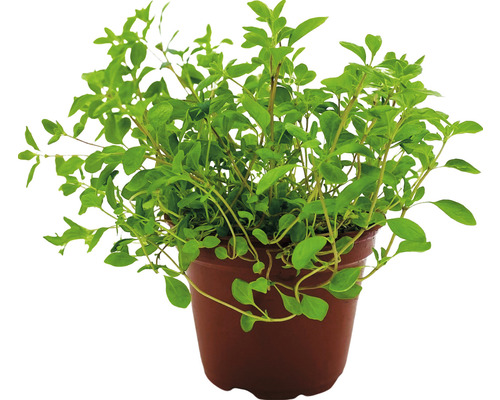 Oregano v květináči
