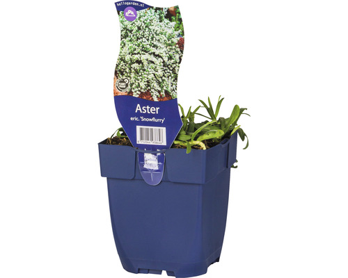 Astra. hvězdnice vřesovcová FloraSelf Aster ericoides 'Snowflurry' výška 5-20 cm květináč 0,5 l Astra. hvězdnice vřesovcová FloraSelf Aster ericoides 'Snowflurry' výška 5-20 cm květináč 0,5 l