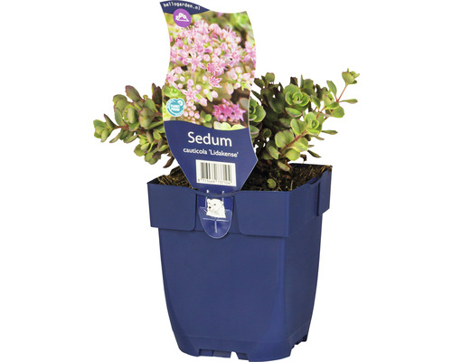Rozchodník FloraSelf Sedum cauticola 'Lidakense' výška 5-15 cm květináč 0,5 l Rozchodník Sedum cauticola ''Lidakense'' v květináči