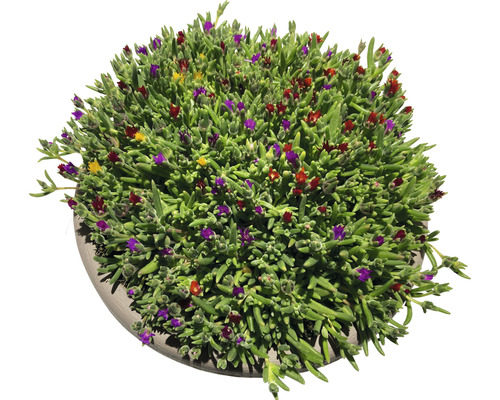 Sukulentní rostlina s barevnými květy v květináči