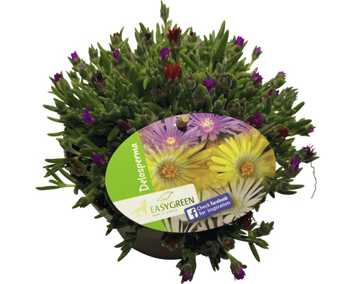 Rostlina Delosperma v květináči s etiketou