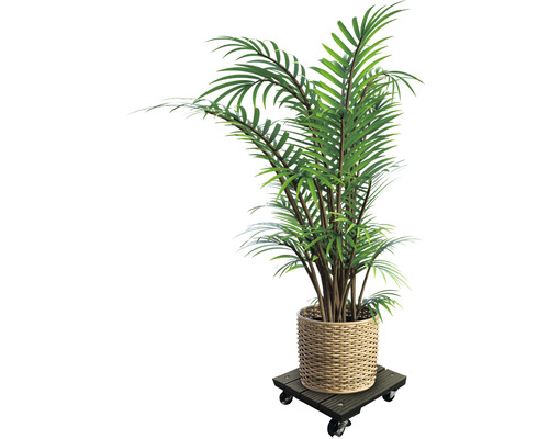 Pokojová rostlina v košíku na kolečkách