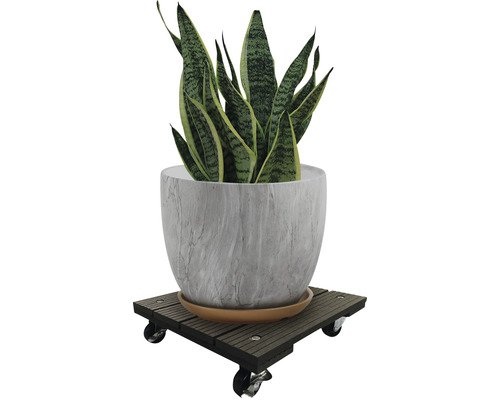 Pokojová rostlina v květináči na pojízdném podstavci