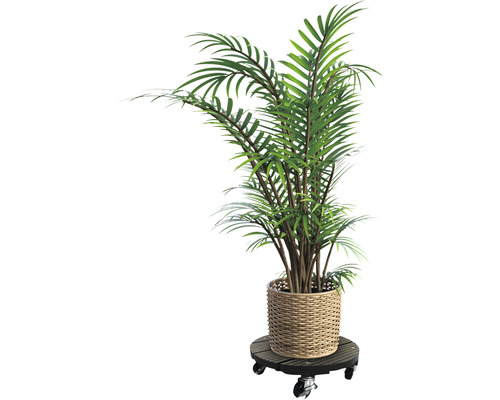 Pokojová rostlina v košíku na kolečkové podložce