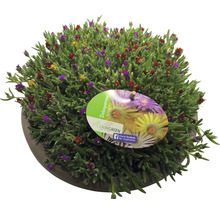Rostlina Delosperma v květináči s logem Easy Green