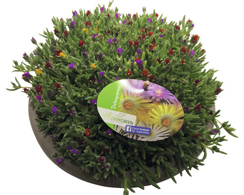 Kosmatec mix FloraSelf Delosperma výška 5-15 cm miska Ø 25 cm 1 ks, různé druhy