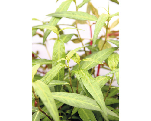 Rdesno obojživelné – Persicaria sp. 'Sao Paulo' růžové Vietnamský koriandr rostlina se zelenými listy