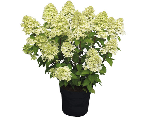 Hortenzie latnatá FloraSelf Hydrangea paniculata 'Magical Candle' ® 50-60 cm květináč 5 l