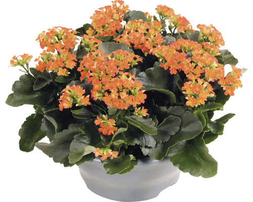 Kolopejka vděčná oranžová FloraSelf Kalanchoe blosfeldiana 15-20 cm plastová miska Ø 23 cm