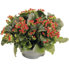 Kalanchoe pokojová rostlina s červenými květy v květináči