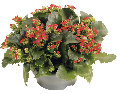 Kalanchoe pokojová rostlina s červenými květy v květináči