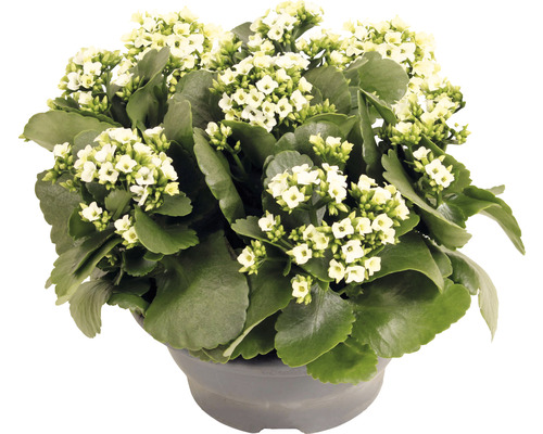 Kolopejka vděčná bílá FloraSelf Kalanchoe blosfeldiana 15-20 cm plastová miska Ø 23 cm