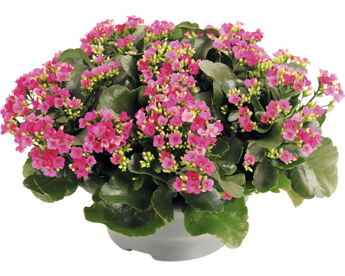 Kolopejka vděčná fialová FloraSelf Kalanchoe blosfeldiana 15-20 cm plastová miska Ø 23 cm