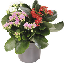 Kalanchoe rostlina s červenými, bílými a růžovými květy v květináči