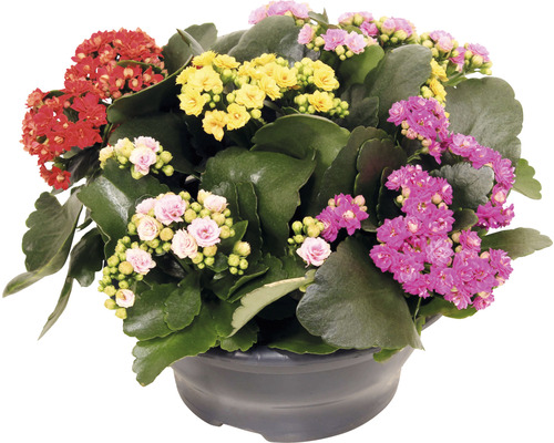 Kolopejka vděčná FloraSelf Kalanchoe blosfeldiana výška 15-20 cm 5 barev v plastové misce Ø 23 cm