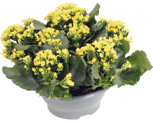 Kolopejka vděčná žlutá FloraSelf Kalanchoe blosfeldiana výška 15-20 cm plastová miska Ø 23 cm