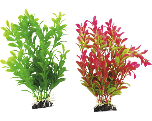 Dvě akvarijní rostliny pro dekoraci