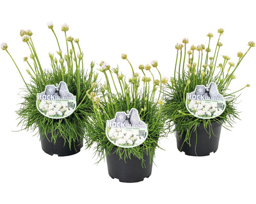 Trávnička přímořská ROCKCollection FloraSelf Armeria maritima 5-15 cm květináč 13 cm růžová, bílá 1 ks