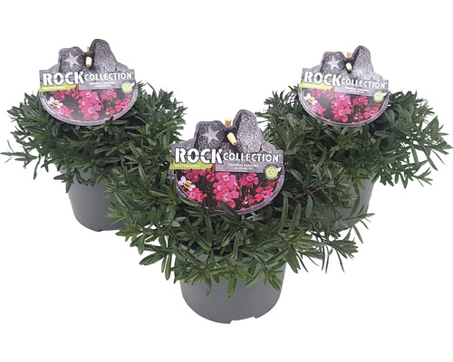 Hvozdík kropenatý ROCKCollection FloraSelf Dianthus deltoides 5-20 cm květináč 13 cm 1 ks