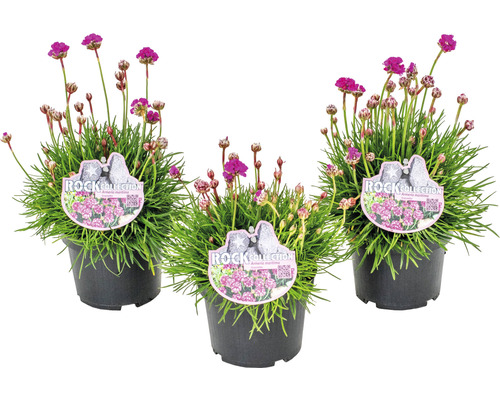 Tři květináče trávničky obecné z Rock Collection