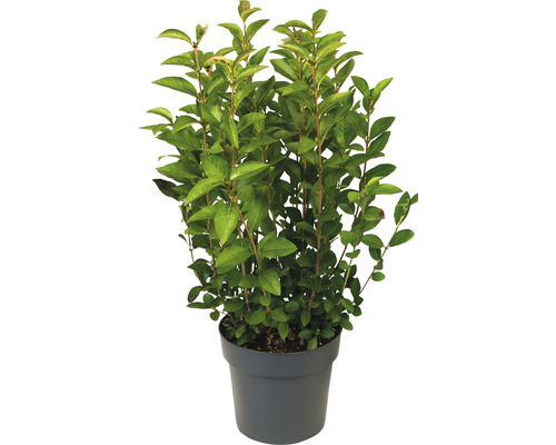 Ptačí zob zlatý FloraSelf Ligustrum ovalifolium 'Aureum' 60-70 cm květináč 3 l