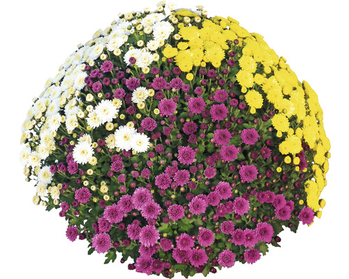 Chryzantéma Party Trio FloraSelf Chrysanthemum indicum mix květináč Ø 32 cm průměr rostliny cca 70 cm Premium Quality