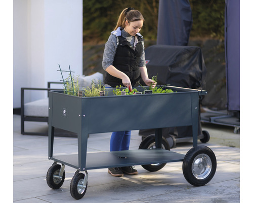 Žena sklízí bylinky ve vyvýšeném záhonu na kolečkách.