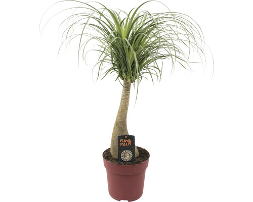 Sloní noha kmen FloraSelf Beaucarnea recurvata výška až 60 cm květináč Ø 27 cm Sloní noha v květináči