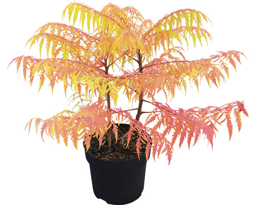 Okrasný keř v květináči