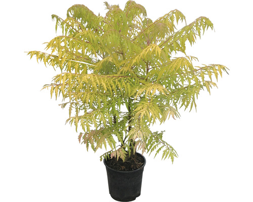 Zlatý škumpa v květináči