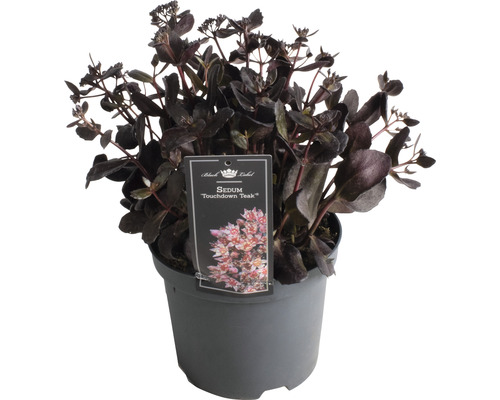 Rozchodník FloraSelf Sedum 'Touchdown Teak' 5-15 cm květináč 3 l