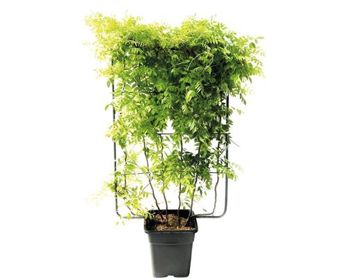 Wistárie v květináči s popínavou konstrukcí